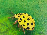 PSYLLOBORA VIRGINTIDUOPUNCTATUS Coccinelle à 22 pts AST 30x40cm